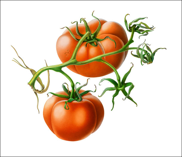Susannah Blaxill - Tomatoes with vine